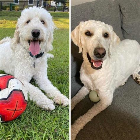 6 Facts About Shaving a Goldendoodle That Groomers Wish You Knew!