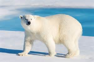 Discover Why the King of England Once Kept a Polar Bear in London - AZ ...