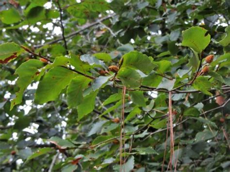 Beech Tree Propagation Methods 的图像结果