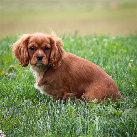 The Beautiful Red Cavalier: Understanding The Ruby Coat Color