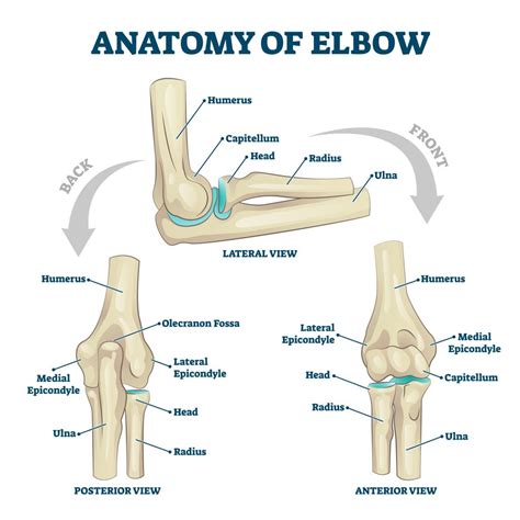 Elbow Dislocation - Physioflow PT | Physical Therapy | Vancouver, WA