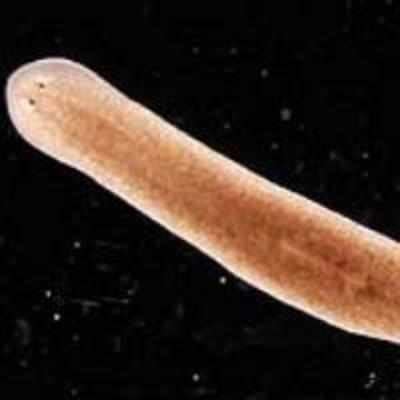 Immortal worms spill anti-aging secrets