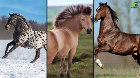The World's Fastest Horse Breeds - A-Z Animals Slideshows