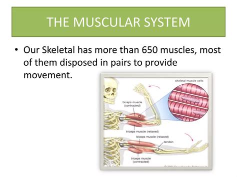 Anatomy of musculoskeletal system | PPTX