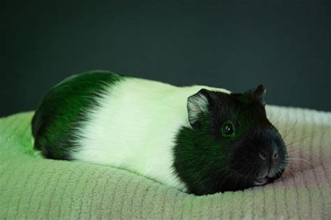 Guinea Pig, Rodent, Pet, Funny Free Stock Photo - Public Domain Pictures