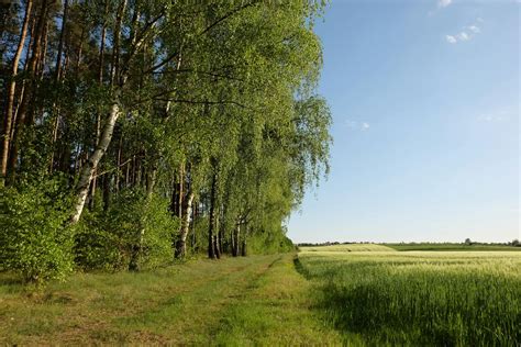 Image result for Tree Line Explained