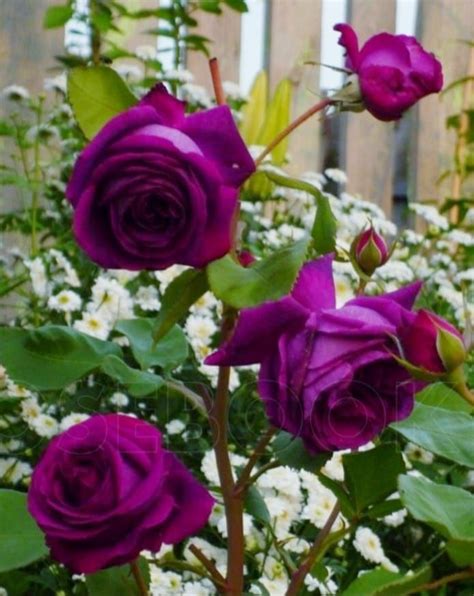 Image result for Flower Digram Using Turtle Python
