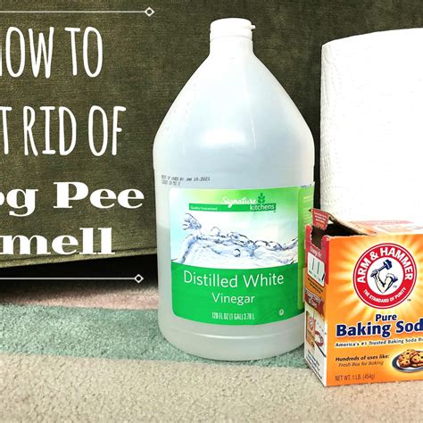 How To Get Dog Wee Stains Out Of Your Carpet at Oscar Corey blog