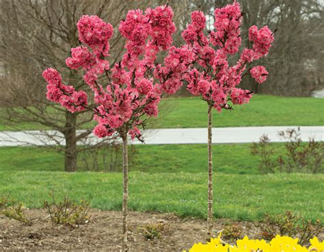 Ruby Ruffle® Patio Peach | Bloomables