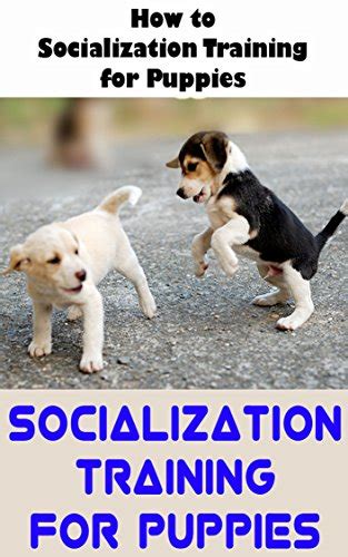 Socialization Training For Puppies: How to Socialization Training for ...