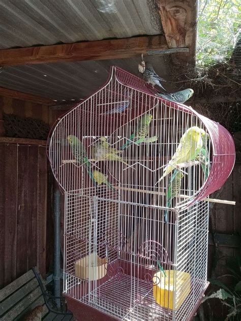 English Budgerigar