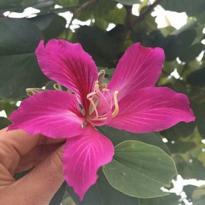 Cloud Farm Bauhinia Acuminata Plant Price in India - Buy Cloud Farm ...
