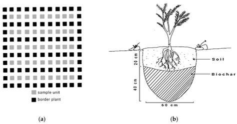 Meranti (Shorea sp.) Biochar Application Method on the Growth of Sengon ...