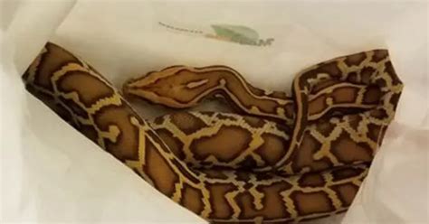 पैंट के अंदर तीन अजगर छिपाकर कनाडा से अमेरिका में घुसा था शख़्स ...