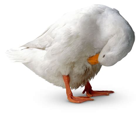 How to Clean Bird Feathers: Easy Cleaning Ways