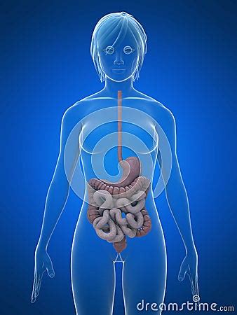 Digestive System Woman 的图像结果