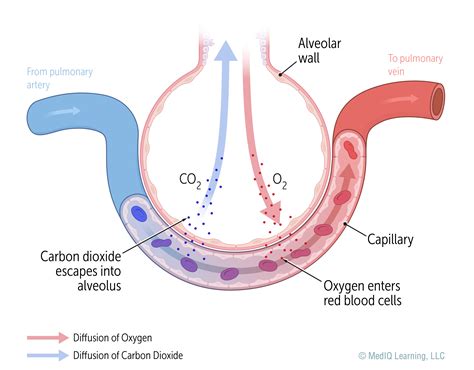 Image result for Diffusing Capacity of Oxygen