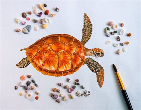 Image result for Turtle Shell Simple Drawing