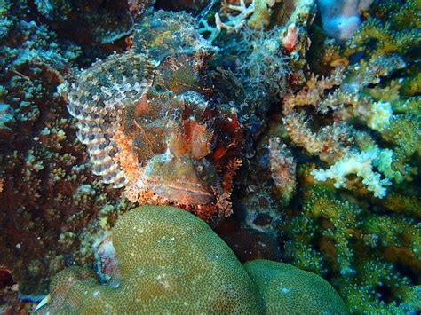 NEPTUNE DIVING RESORT SANTANDER - B&B Reviews, Photos, Rate Comparison ...