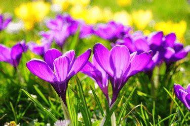Spring Bulb Planting Guide 的图像结果
