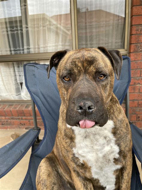 Image result for Retriever Force Fetch Steps