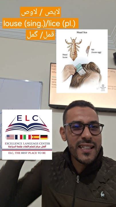 Louse ( singular) / lice (plural) گمل#insects #louse #itching # ...