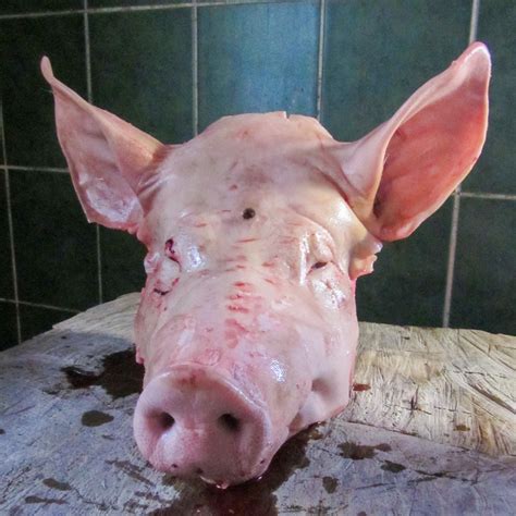 Pig Dogs Training 的图像结果