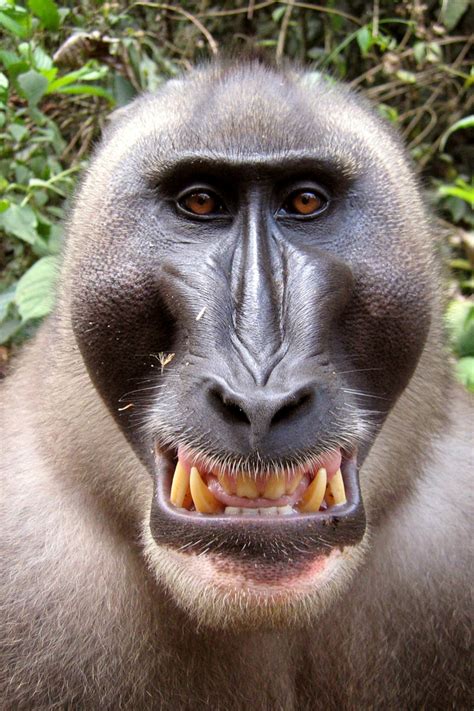 Pictures Of Monkeys With Big Lips | Lipstutorial.org