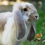 Image result for French Lop Rabbit White Background