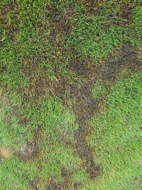 Help!! Weird Darkening Spots on Zeon Zoysia | Lawn Care Forum