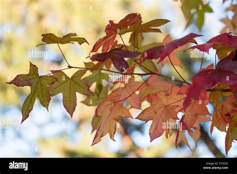 Image result for Maple Tree Leave CT