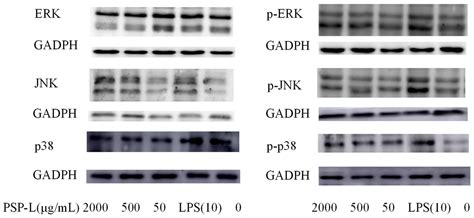 Immunostimulatory Effects of Polysaccharides from Spirulina platensis ...