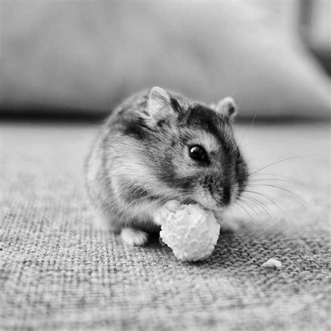 Hamsters vs. Humans - What's the Difference? | This vs. That