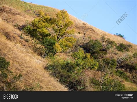 Chaparral Plants Image & Photo (Free Trial) | Bigstock