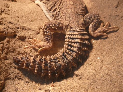 Real Monstrosities: Spiny-tailed Lizard