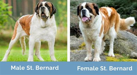 St Bernard