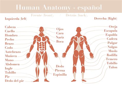 Spanish Human Anatomy Poster - Digital Download - Etsy