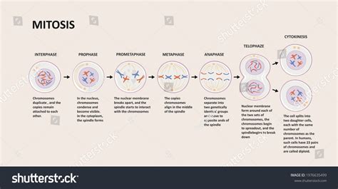 Image result for Scnt Cell Reprogramming
