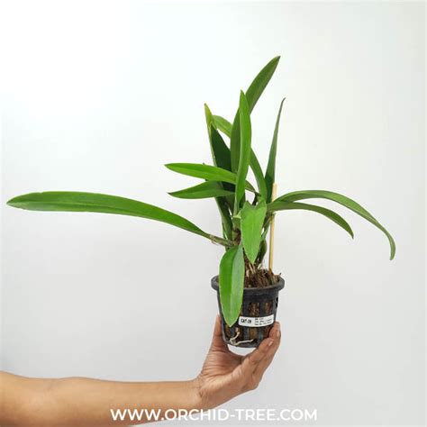 Blooming Orchid | Moth Orchid Flower Colors | Orchid-Tree