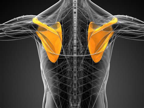 Frattura Scapola: Dal Trauma alla Riabilitazione - Dott. Stefano Dipré ...