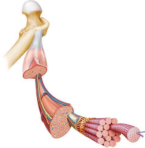 Image result for Skeletal Muscle Functional Unit