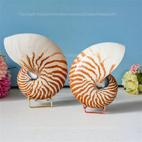 Image result for Large Conch Shell