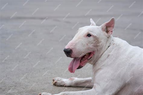 White English Bull Terrier