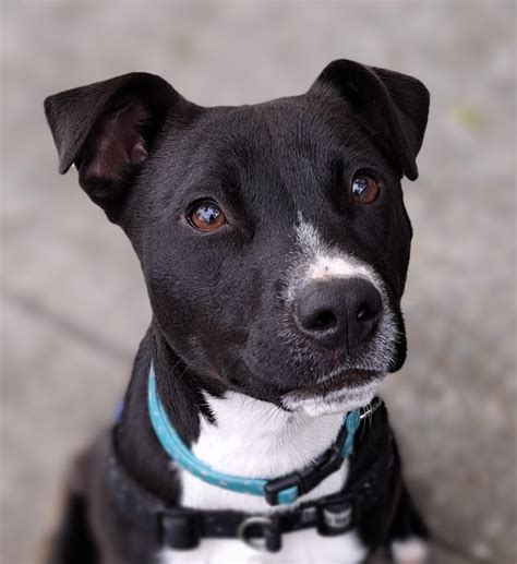Marshall - Medium Male Jack Russell Terrier x Staffordshire Bull ...