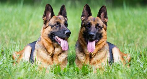 Best Guard Dogs for Families: Find the Perfect Protective Pet