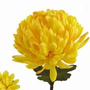 Image result for Yellow Chrysanthemum Flower