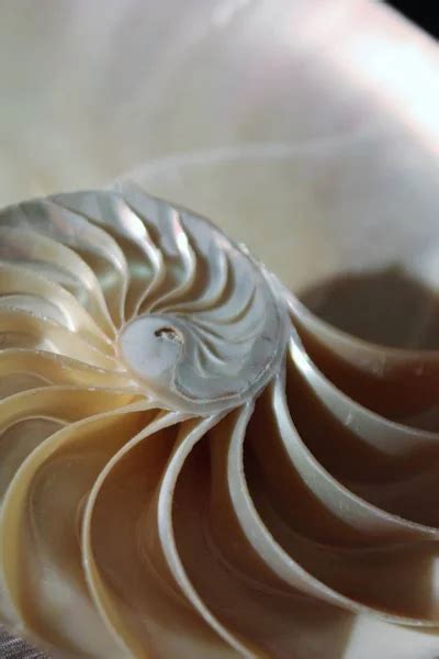 Image result for Fibonacci Shell