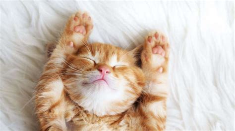 Official reasons why the US has gone to war