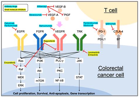 Current Targeted Therapy for Metastatic Colorectal Cancer