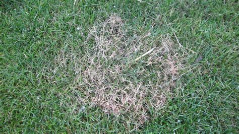 Image result for Red Thread Path